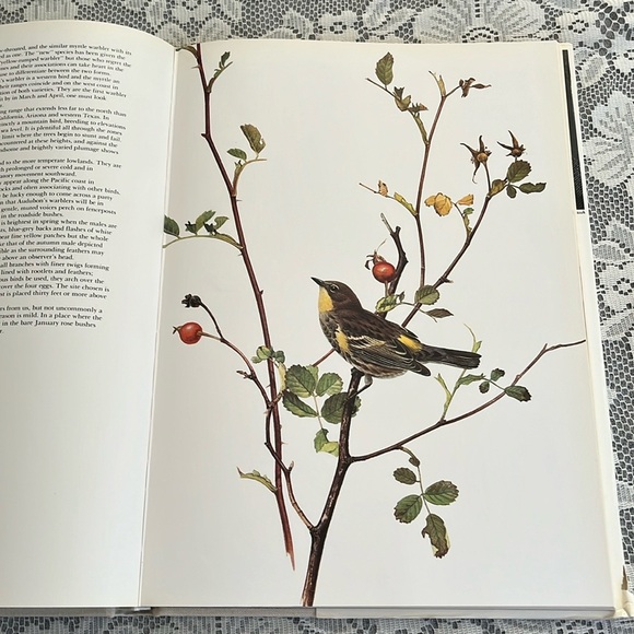 Birds of the West Coast Vol 1 Painting, drawing & text by J.F. Lansdowne. Nature - Picture 10 of 17